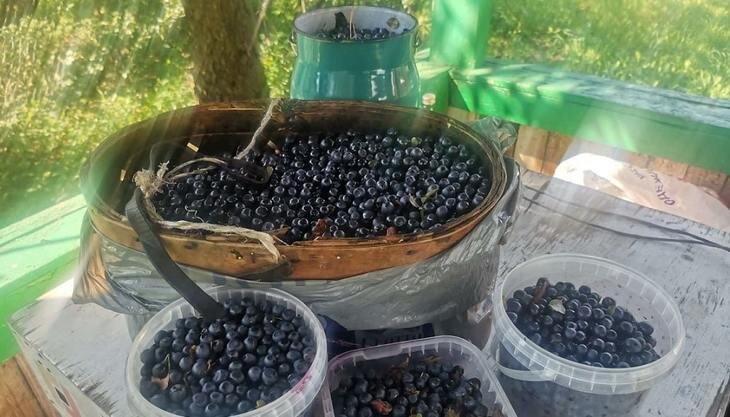    Точки роста российских ягодных дикоросов в замороженной продукции и полезных биодобавках