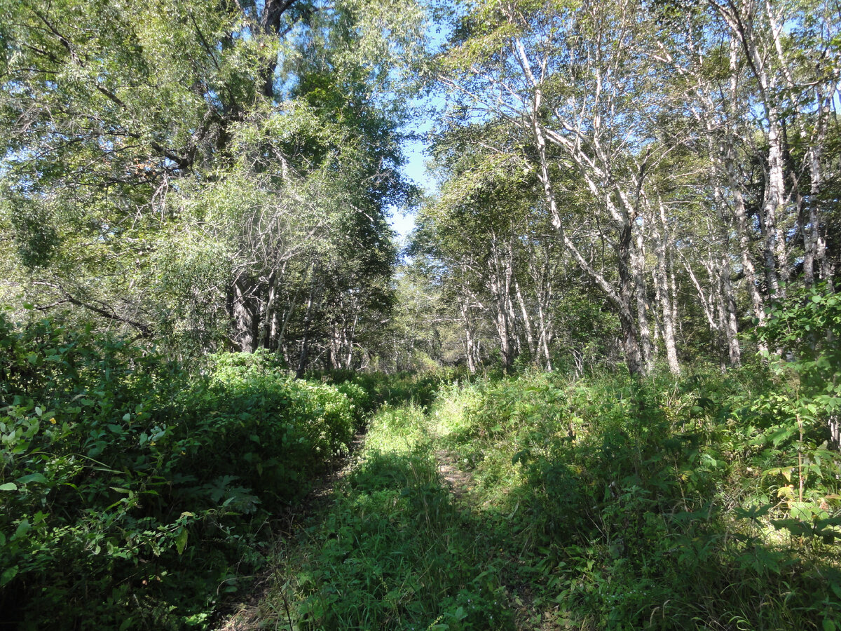 Дорога из Гроссевичей в сторону Совгавани