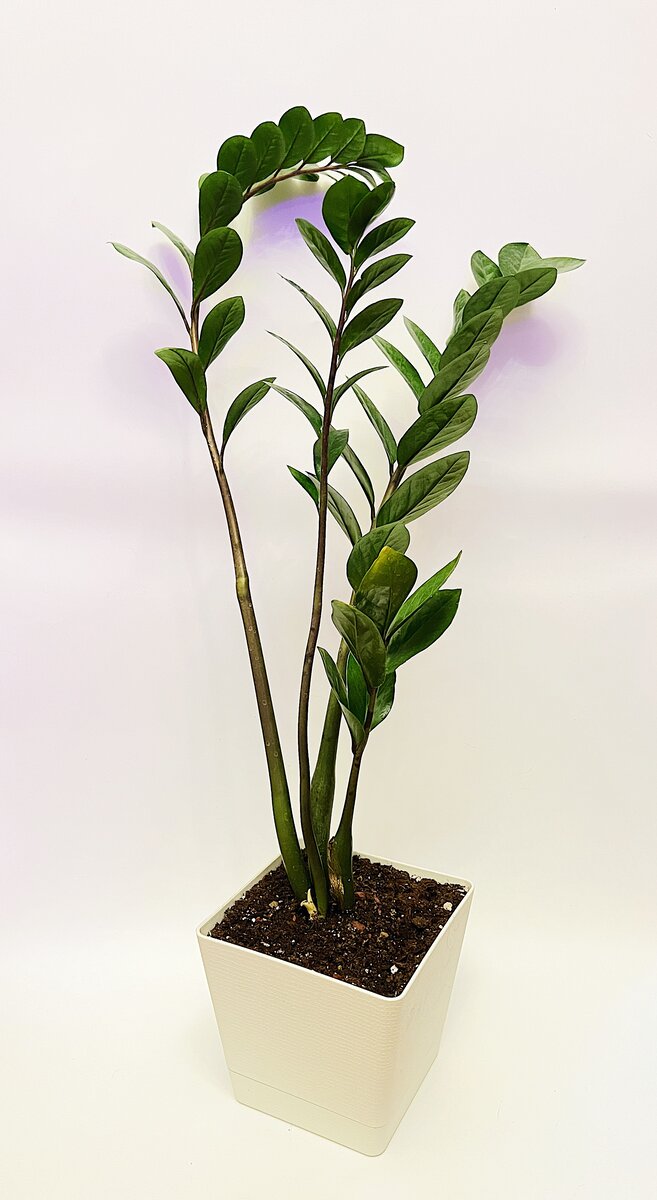 Замиокулькас с зелеными листьями №1