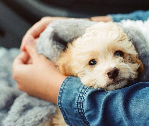 Топ аллергенных продуктов для собак: что стоит избегать