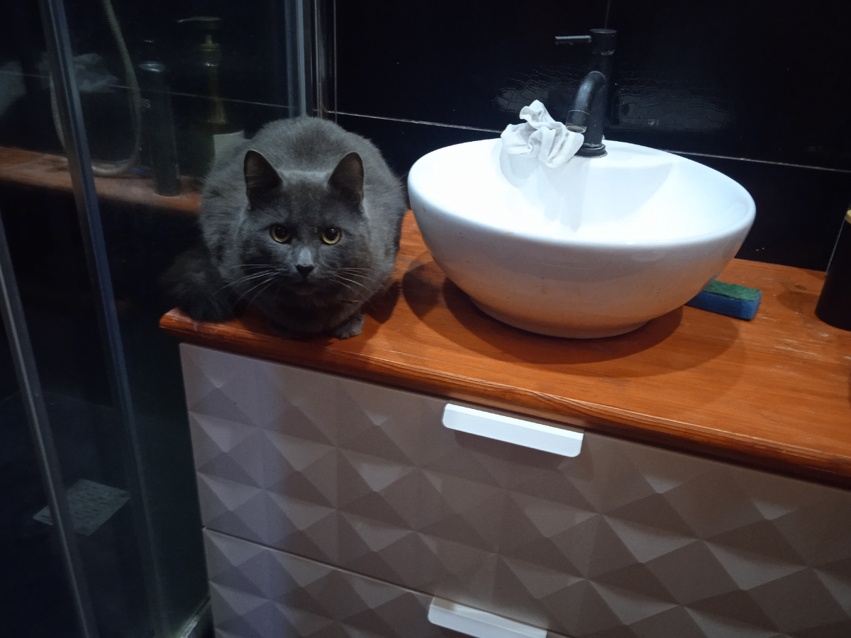 Кот тоже с утра хотел отдохнуть