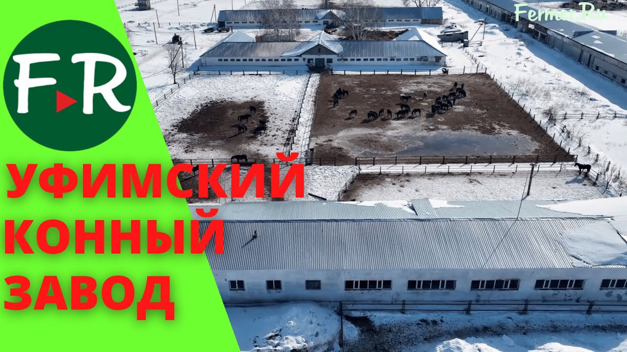 Уфимский конный завод №119. Рысистое коневодство. Русская и американская  рысистая порода.