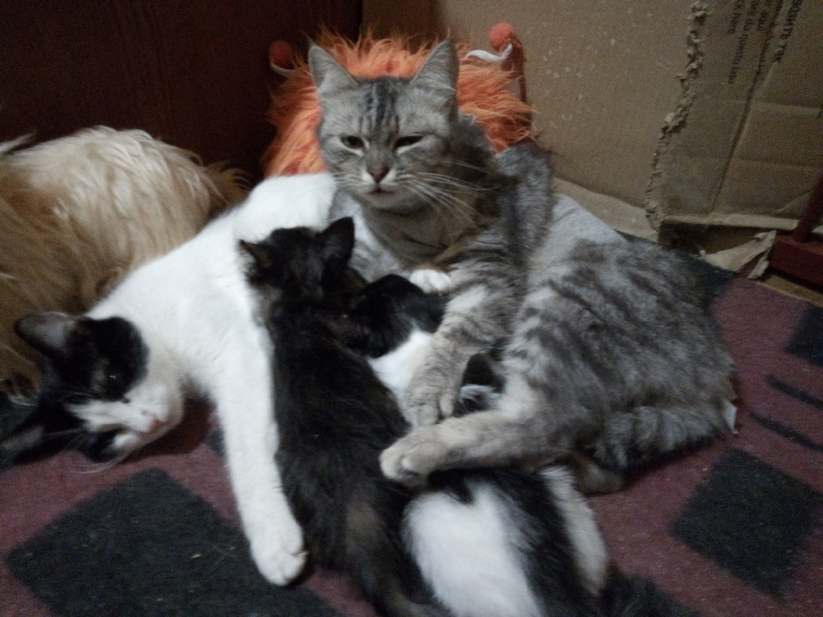 Кошечка после стерилизации решила, что она стала мамой😻 Теперь вместе с Мурашкой ухаживает за малышами😘😘😘