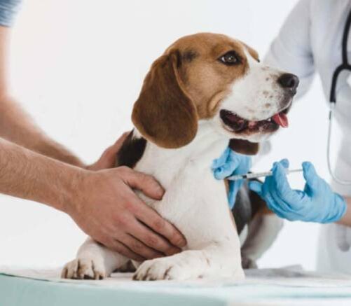 Ивермек: инструкция по применению в ветеринарии