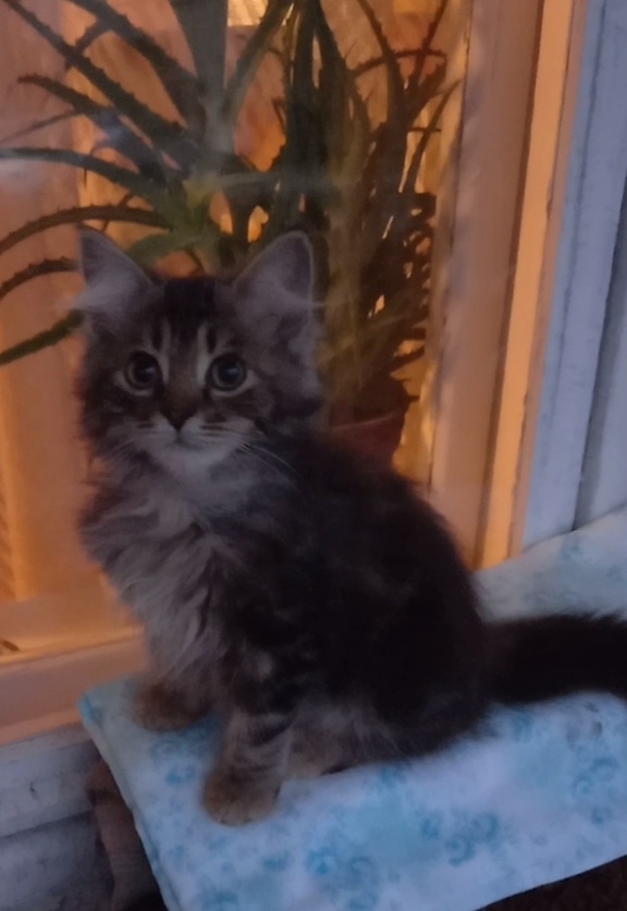 15 сентября 2022 года. Наша кошечка месяц с нами