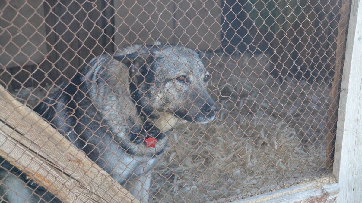     Соответствующий закон был принят депутатами Госсобрания Башкирии.