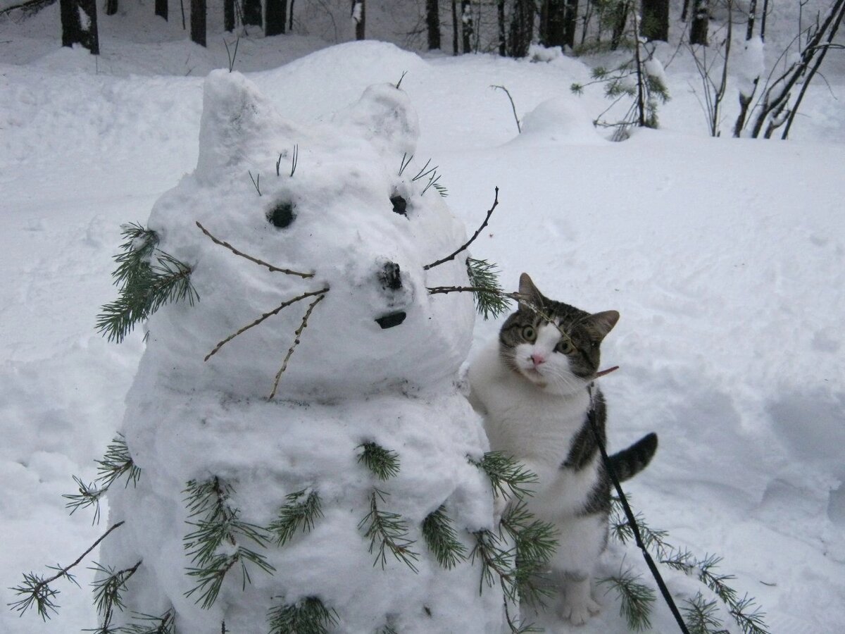 иллюстрация из яндекс картинки.