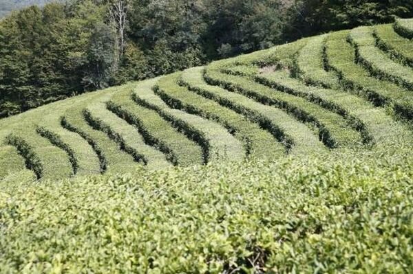 Источник фото: mcx.gov.ru