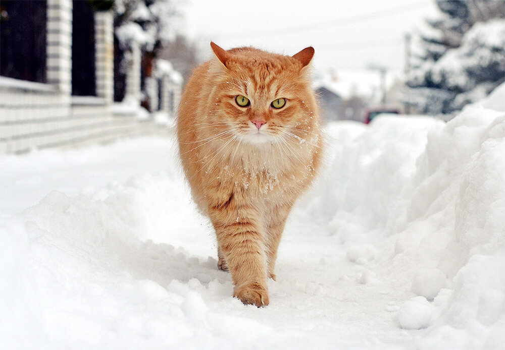(иллюстрация из открытых источников)