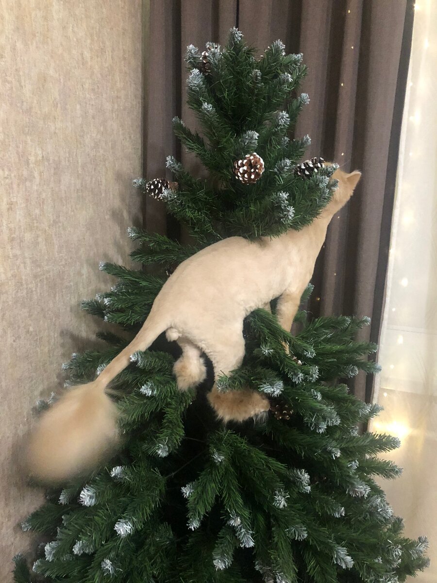 Ёлка на Новый 2023 год ещё не сверкает, но хозяин уже метит её...