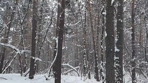 Лесная терапия - 6. Красота новогоднего леса