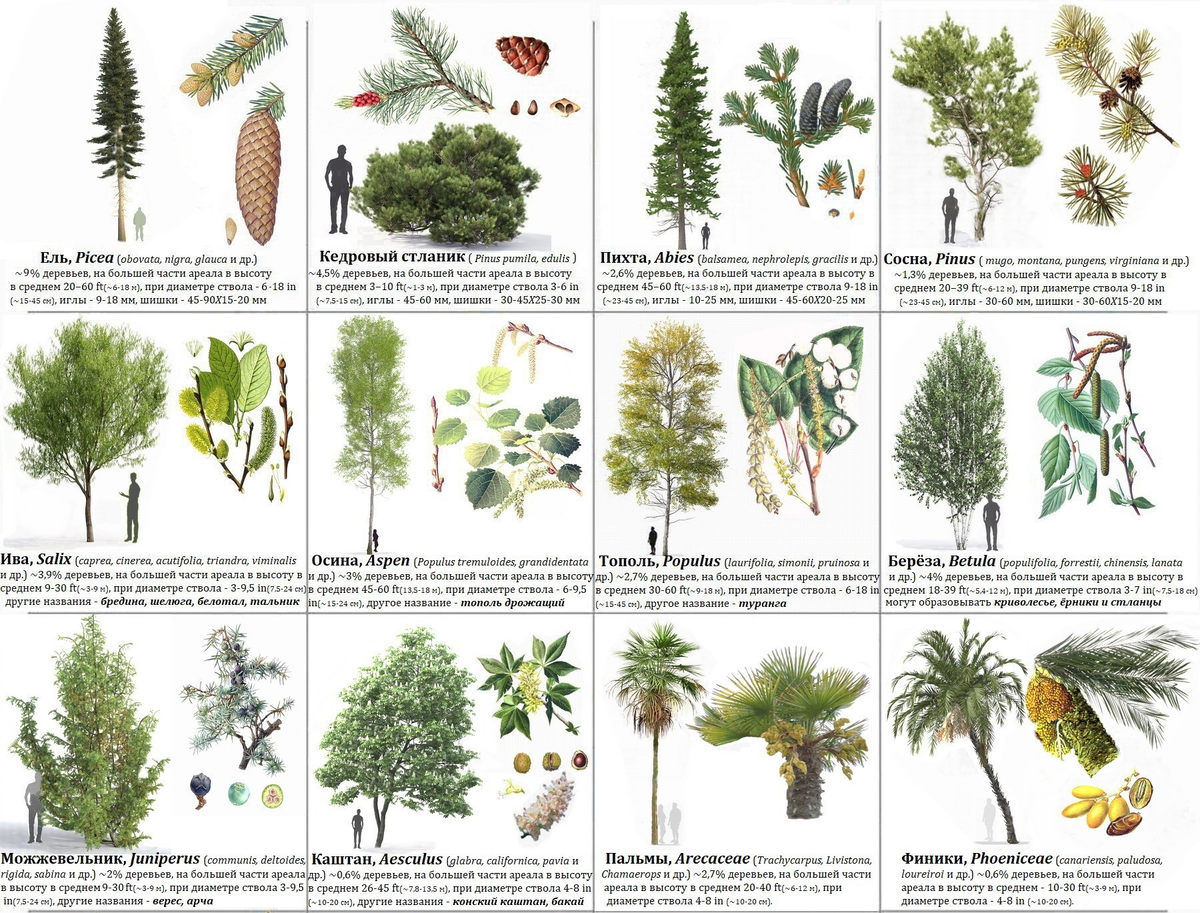 деревья и растения названия
