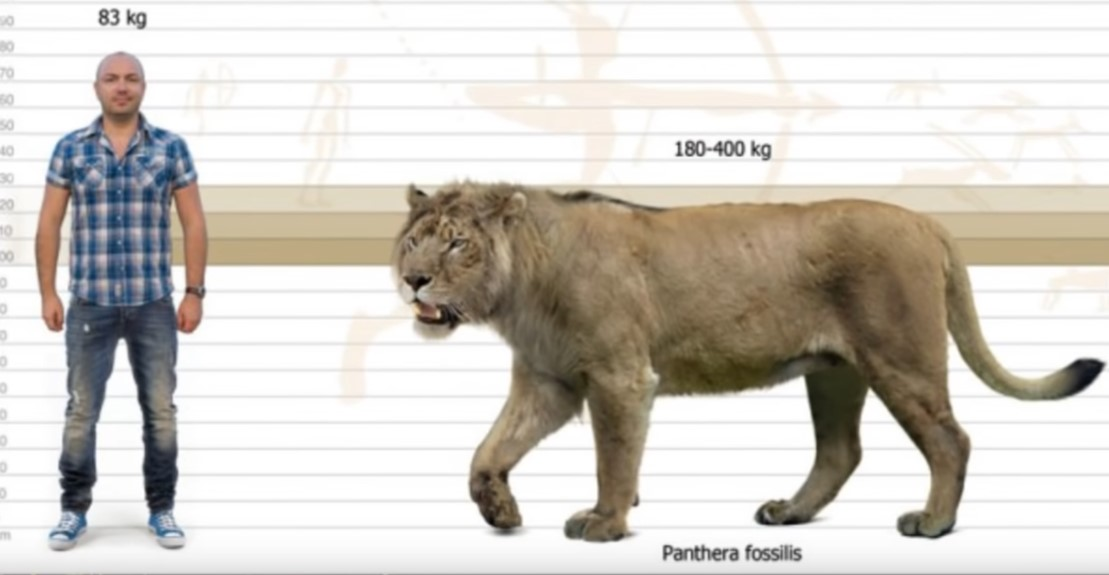 Лев максимальный размер. Мосбахский Лев. Пещерные львы(Panthera spelaea. Плейстоценовый пещерный Лев. Американский пещерный Лев.