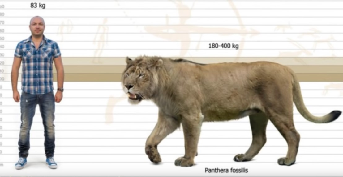 Каких размеров лев. Пещерный Лев вес. Мосбахский Лев рост. Плейстоценовый пещерный Лев. Американский пещерный Лев.