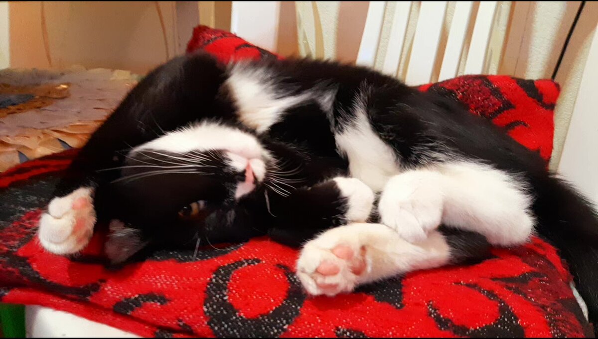 Тёплое, уютное мурлыканье чёрного кота.