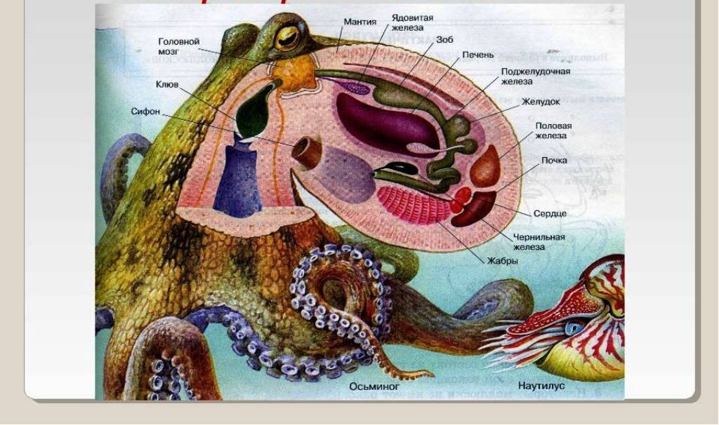 Сколько мозгов у осьминога ответ. Строение сердца головоногих моллюсков. Внутреннее строение головоногих моллюсков. Головоногие моллюски строение рисунок. Строение головоногих моллюсков рисунок.