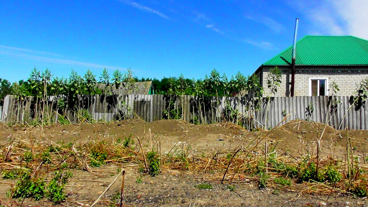 Фото голые дачники