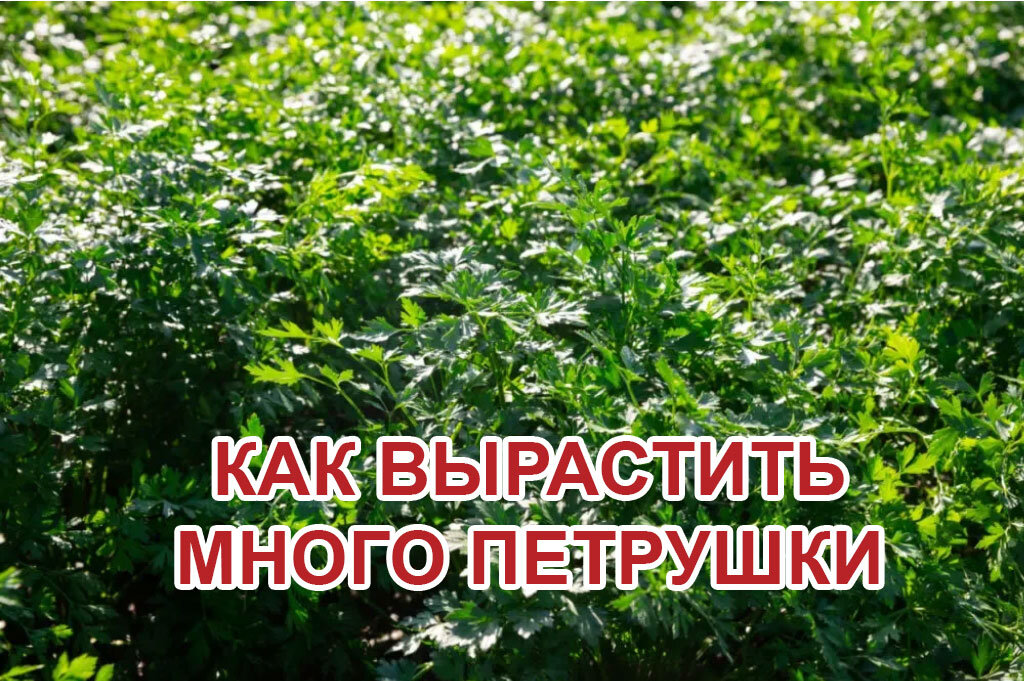 Петрушка в огороде