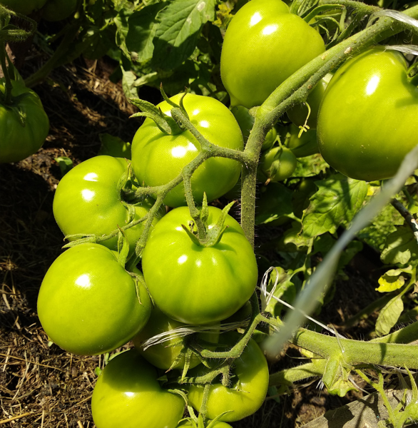 Первая кисть у томатов почти у земли по китайскому методу. Фото автора