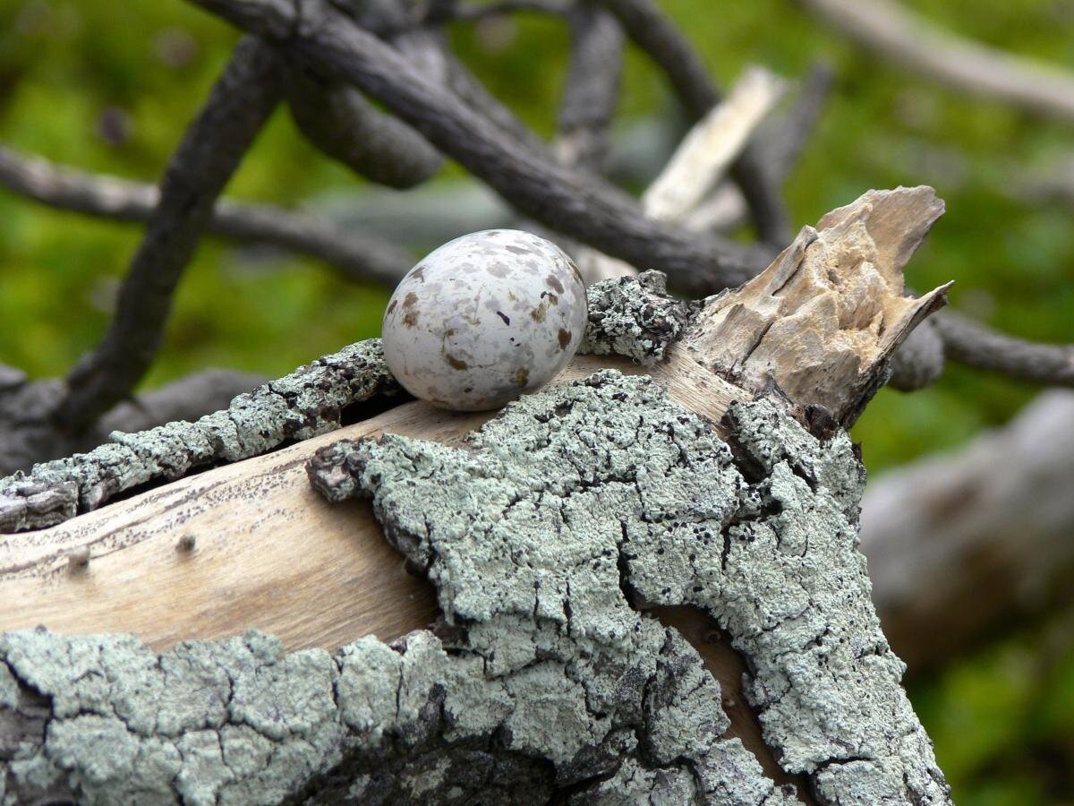 Яйцо белой крачки (Gygis alba).