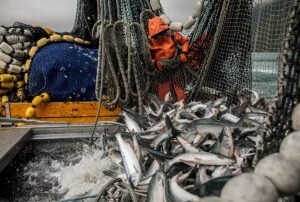    Фото: eeu.alaskaseafood.org Святослав Лавренко