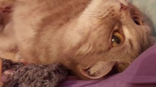 Наталья Козлова | Милота зашкаливает💛Так вот и вяжем вместе ️ | Дзен