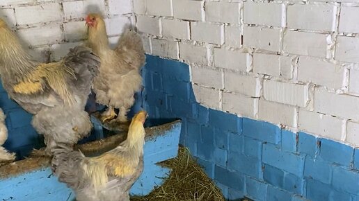 Кирилл Степанов | Young фермер 🐮 | Ролики — короткие видео