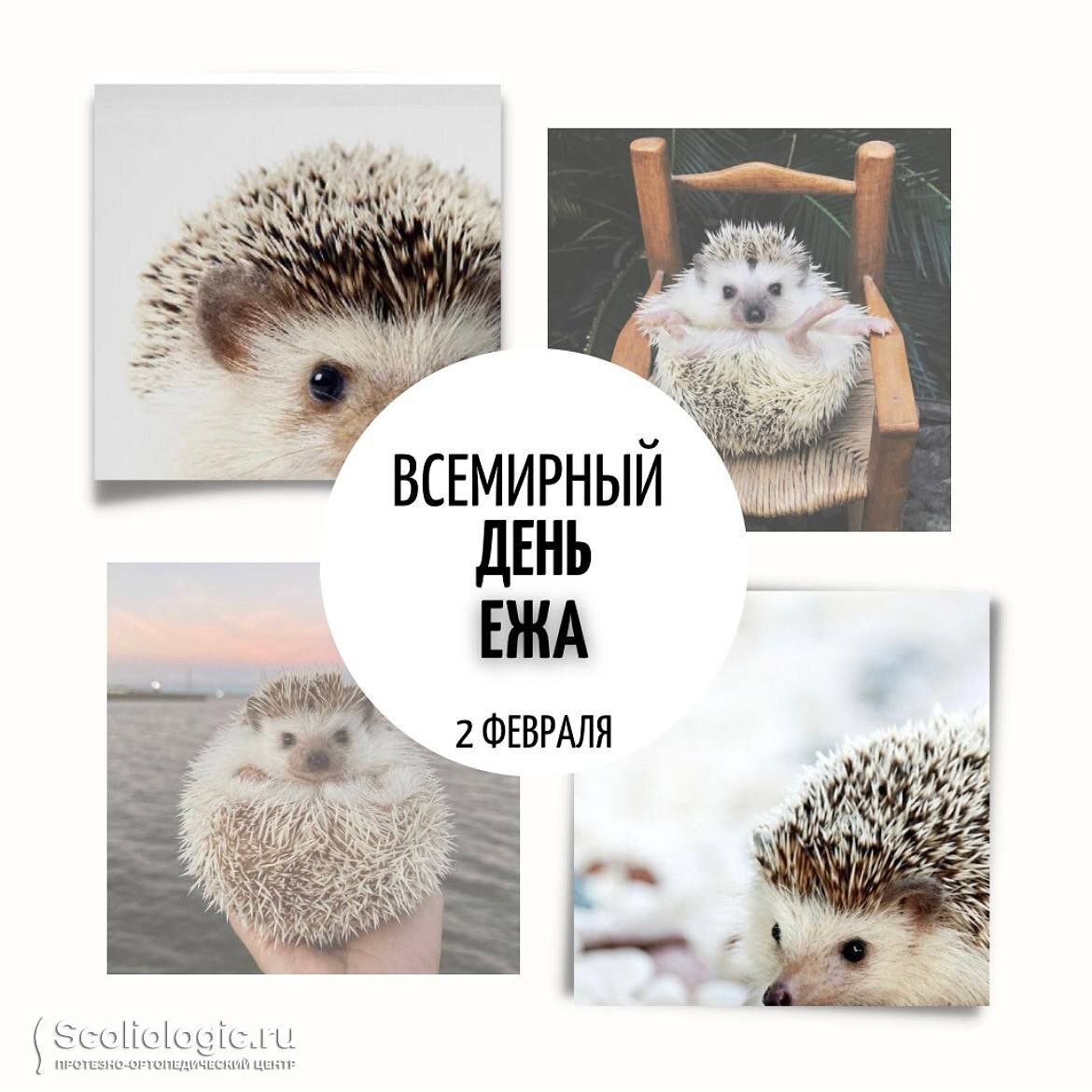День ежа 2 февраля. Всемирный день ежа. День ежика 2 февраля. 2 Февраля праздник день ежа
