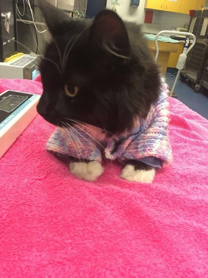 Греется. Источник фото: https://www.iizcat.com/post/4718/They-rescued-a-drowning-cat-in-a-flood-and-now-she-has-to-most-adorable-sweater-