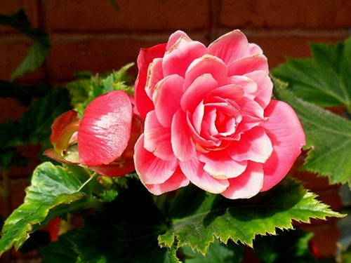 Бегония «Камелия Флора» (Begonia Camelia Flora) 