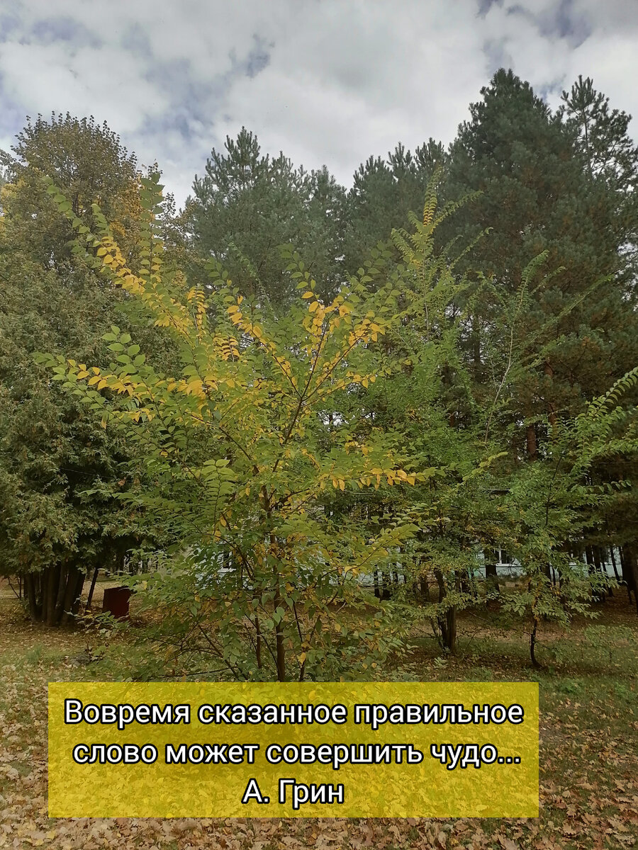 Осенний лес