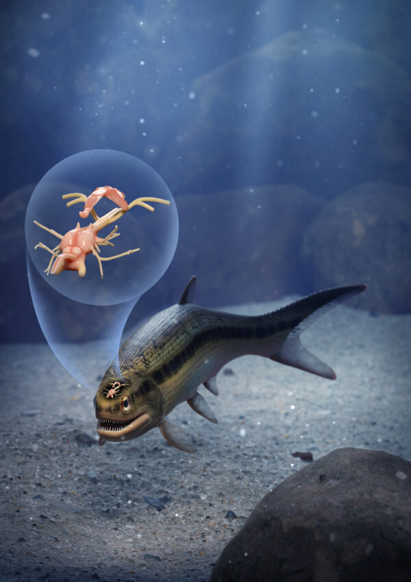    Художественная интерпретация рыбы длиной от 15 до 20 сантиметров и структуры ее мозга.Márcio L. Castro