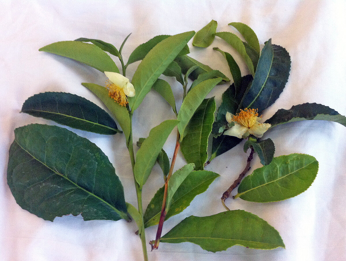 Чайный букет. Чай цветет осенью. 