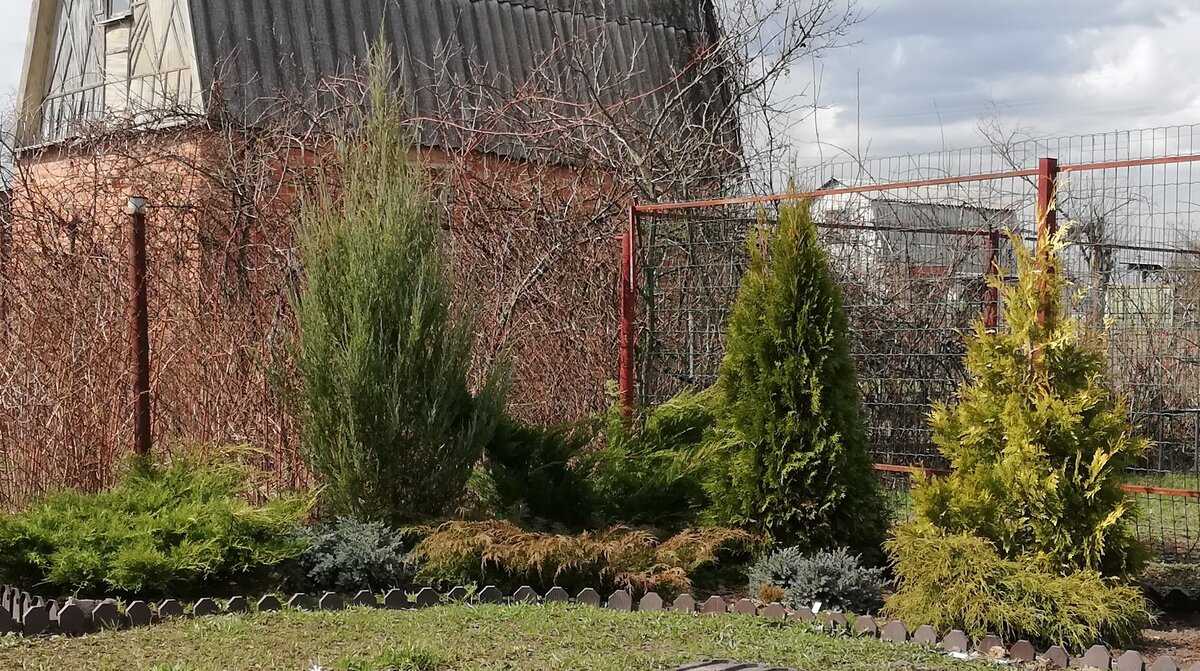 Оставшаяся группа хвойных на даче. Это еще до переезда, весна 2019. Отсюда потом были выкопаны два голубых чешуйчатых можжевельника и справа внизу - кипарисовик горохоплодный "Филифера нана".