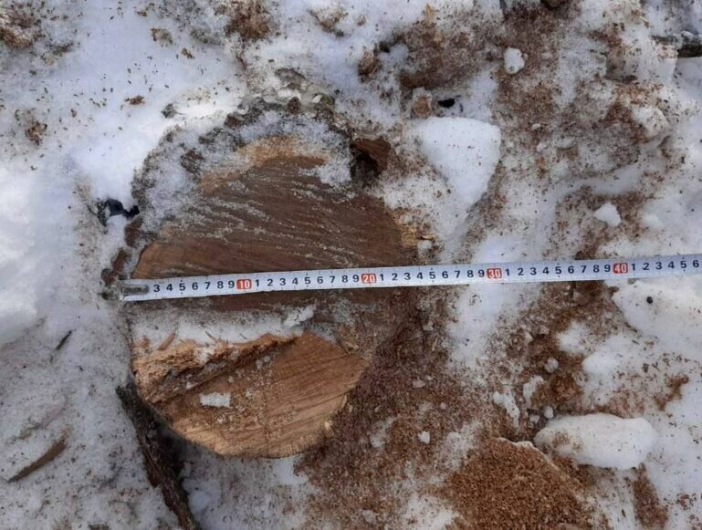    В Бузулукском бору «черный лесоруб» срубил три дуба Кристина Просвиркина