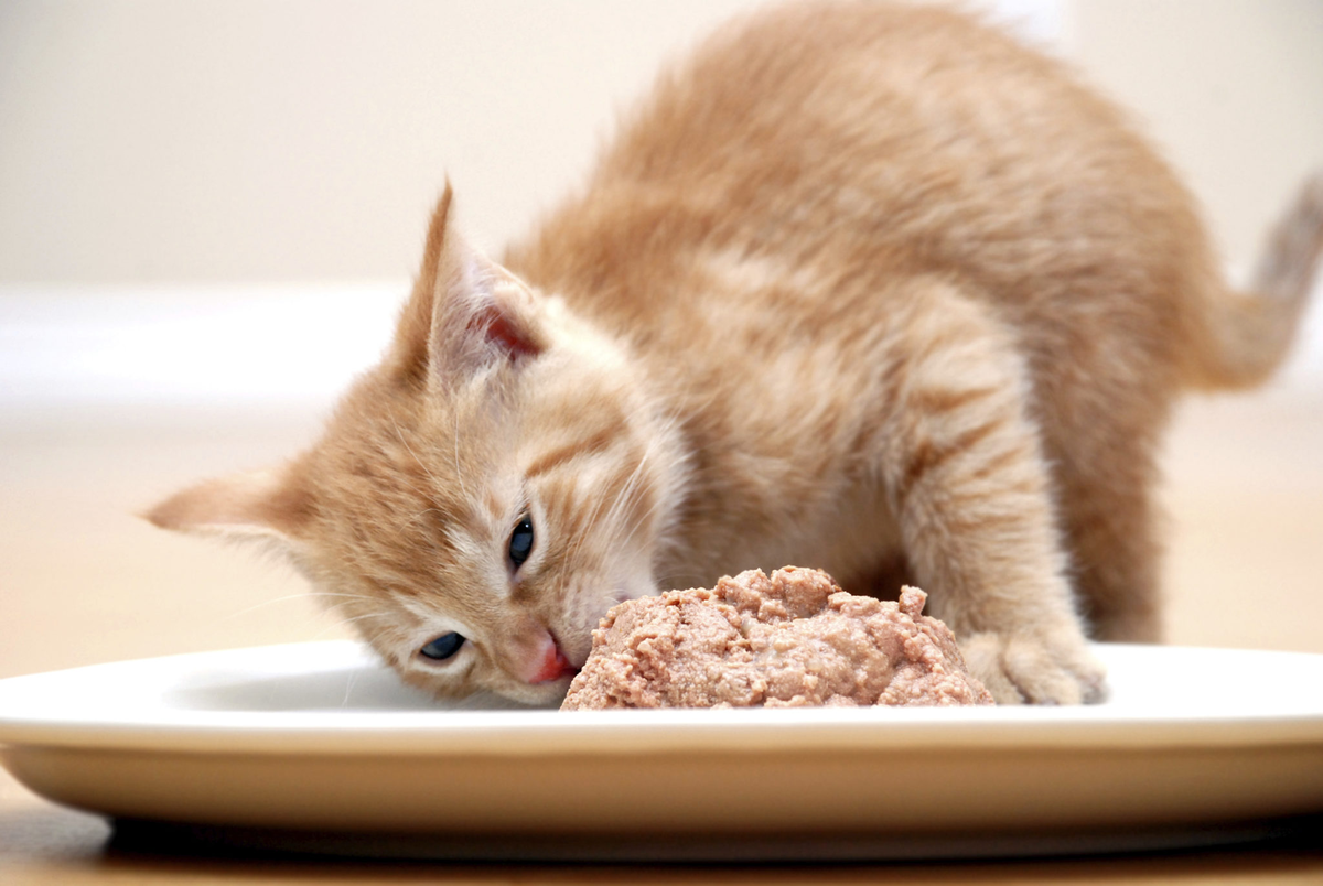 Первый корм котенка: когда начинать прикорм и что выбрать в качестве  первого питания? | Pet Fabric | Дзен