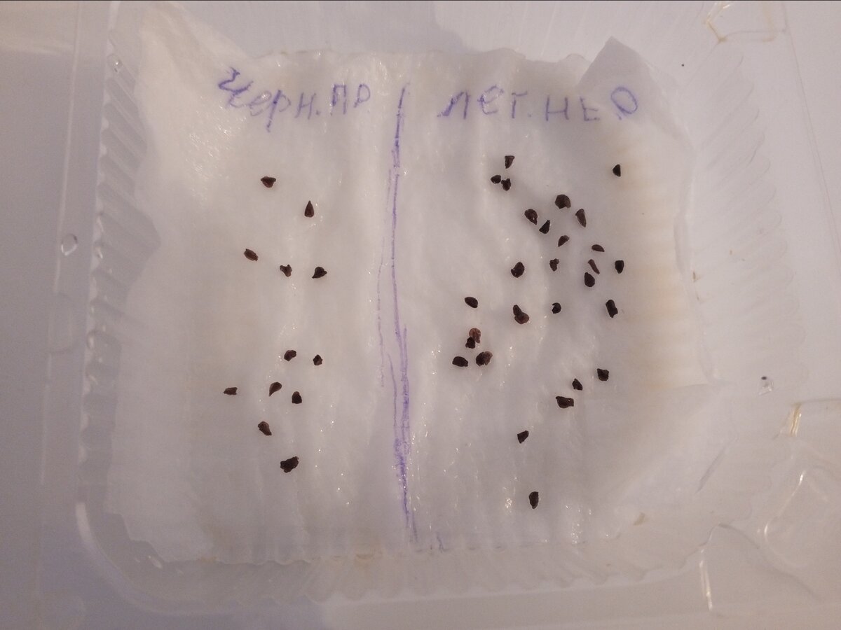 Итак, как стратифицирую? Начало стратификации семян дельфиниумов