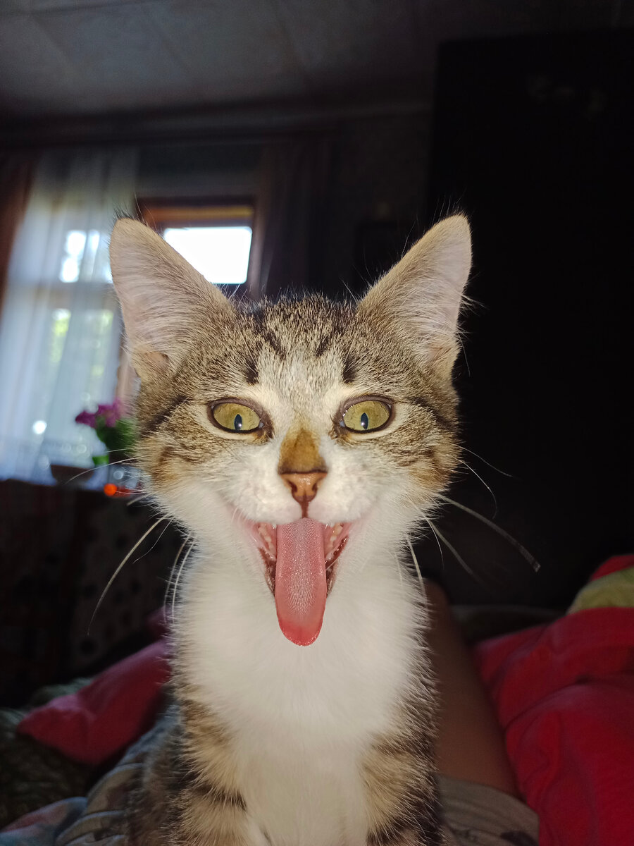 Я удачно сфоткал кроша в Момент когда он хотел зевнуть 😂