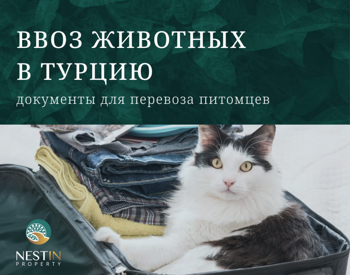 Правила ввоза животных в Турцию | Nestin Property | Дзен