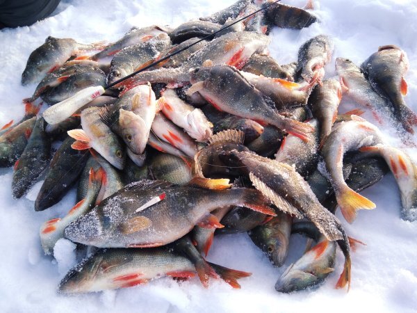 Рыбалка в челябинской области 2024 год