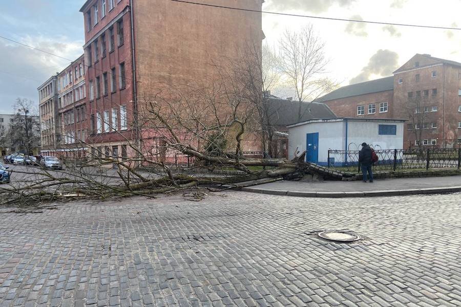 Ураган в калининграде. Шторм в калининграде сегодня. Шторм в зеленоградске калининградской области. Шторм в калининграде сейчас. Шторм в калининграде повалил деревьев.