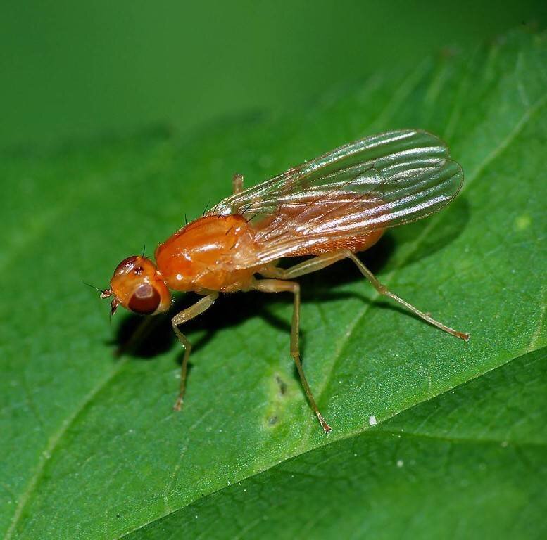 Насекомое морковная муха.