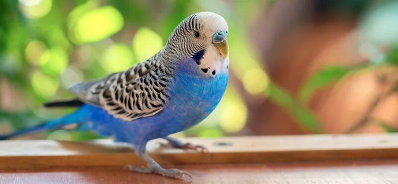 Попугай. Из https://4lapy.ru/articles/kakogo-popugaya-zavesti/