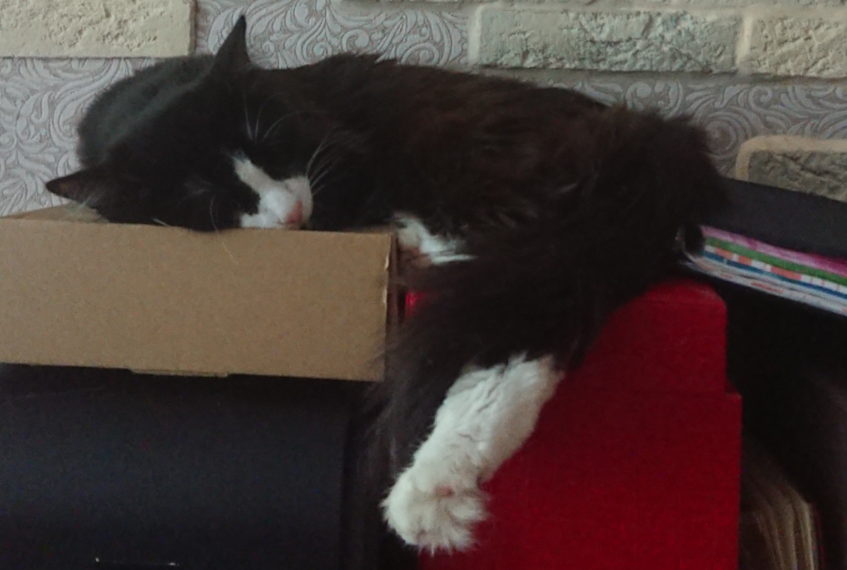 В остальном, Панда - идеальный компаньон, внимательный и компанейский. Он прекрасно чувствует настроение человека, знает, когда и сколько побыть рядом, но никогда не бывает навязчивым. К месту сна неприхотлив, но на ручках - конечно приятнее😸