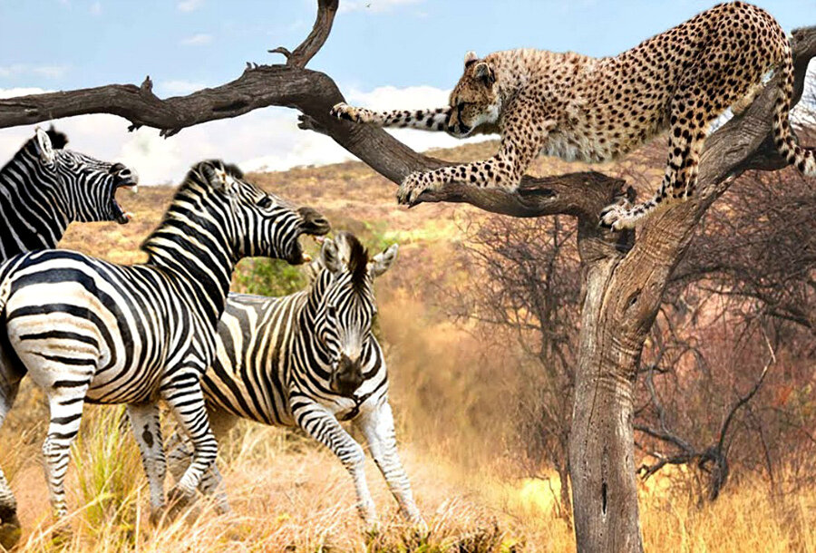 Тигр лев жираф слон. Гепард и Зебра. Леопард Саванна Кения. Звери саванны. Животные африканской саванны.