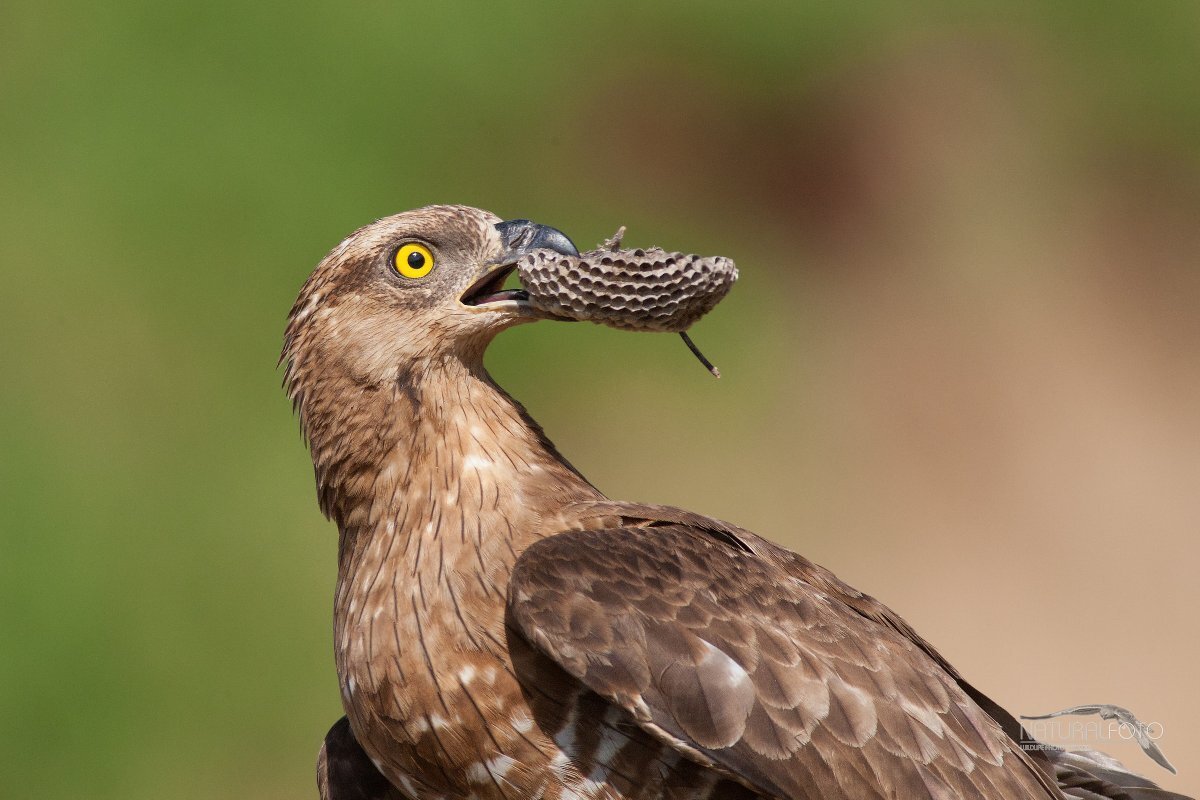 Источник National Geographic