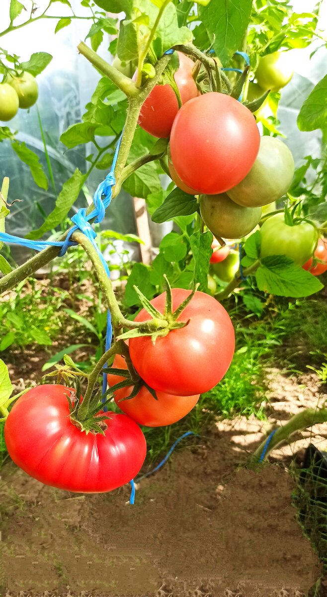 Полностью созрела Герцогиня вкуса f1