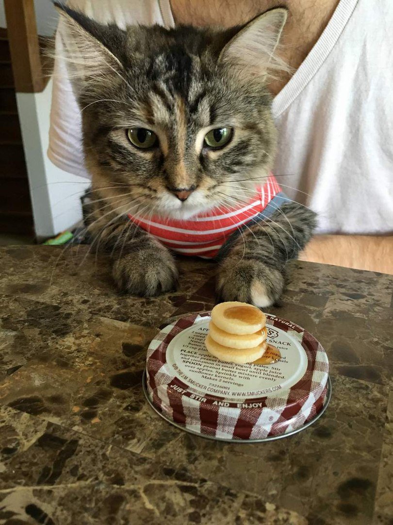 Кошка с блинами