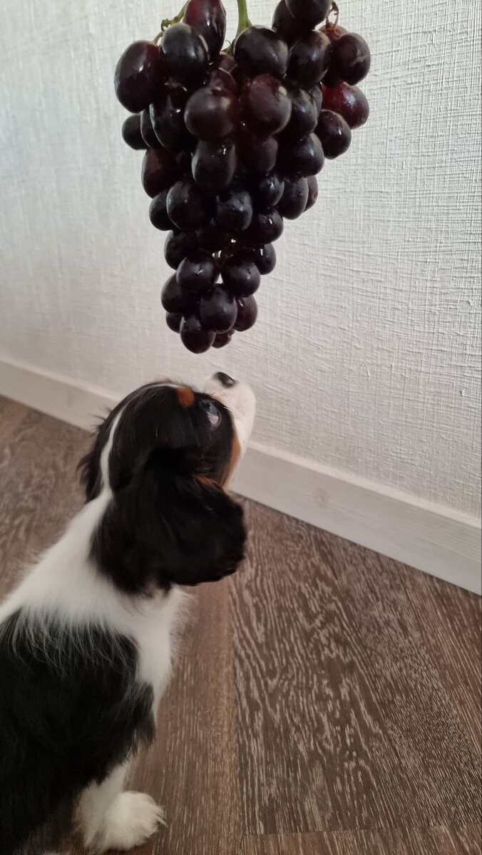 Может виноградик?