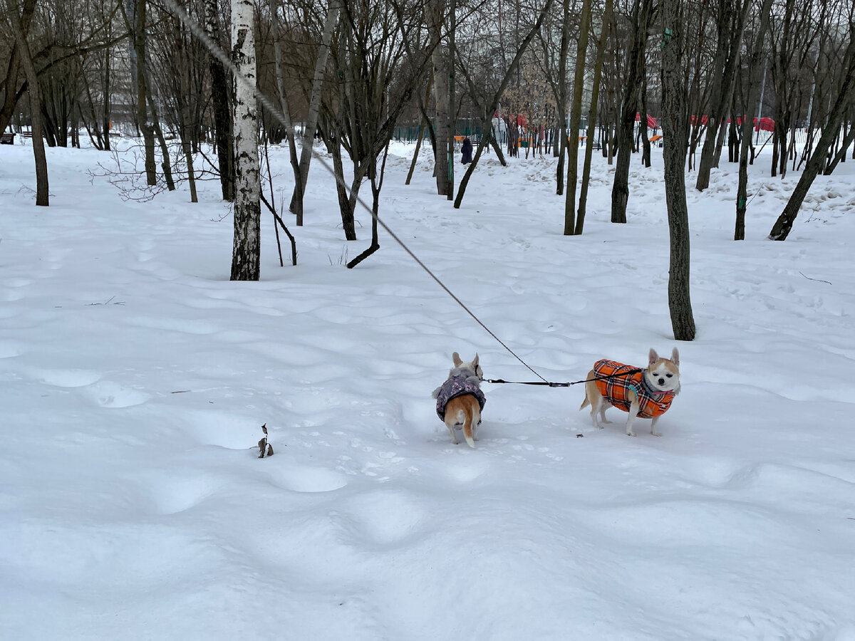 Вчерашний мягкий снег превратился в наст